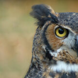 photo - head shot of great horned owl, full face, pointed black, brown feathered ears, face trimmed in brown feathers around eyes, beak, yellow eyes are large with black pupils, grey feathers around beak which is curved, black and very sharp, neck has white line of feathers, rest of head is black, grey, brown feathers, he has a very contrary stare on his face