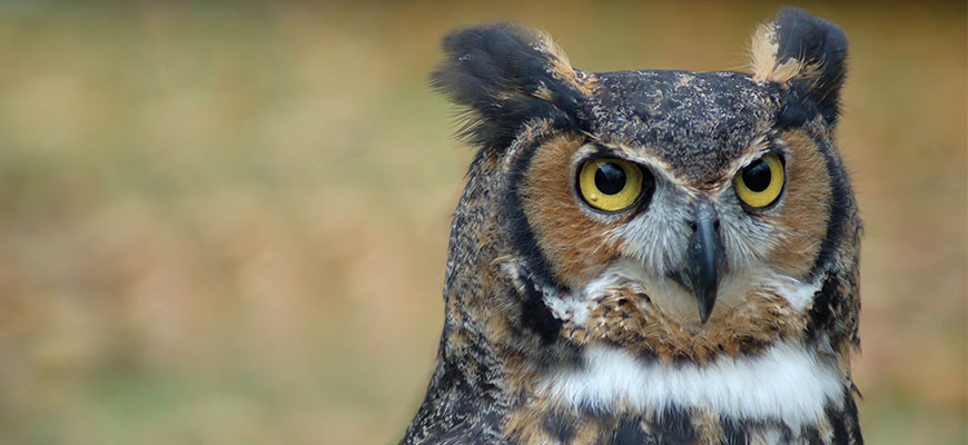 photo - head shot of great horned owl, full face, pointed black, brown feathered ears, face trimmed in brown feathers around eyes, beak, yellow eyes are large with black pupils, grey feathers around beak which is curved, black and very sharp, neck has white line of feathers, rest of head is black, grey, brown feathers, he has a very contrary stare on his face