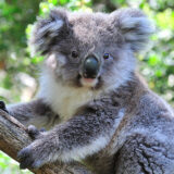 photo - gray koala, full face body shot, sitting on tree limb, paws holding onto the branch, has 2 large grey round ears, grey fur, with white patch on chest, 2 small black eyes, black protruding nose, has very cute face, background is green trees