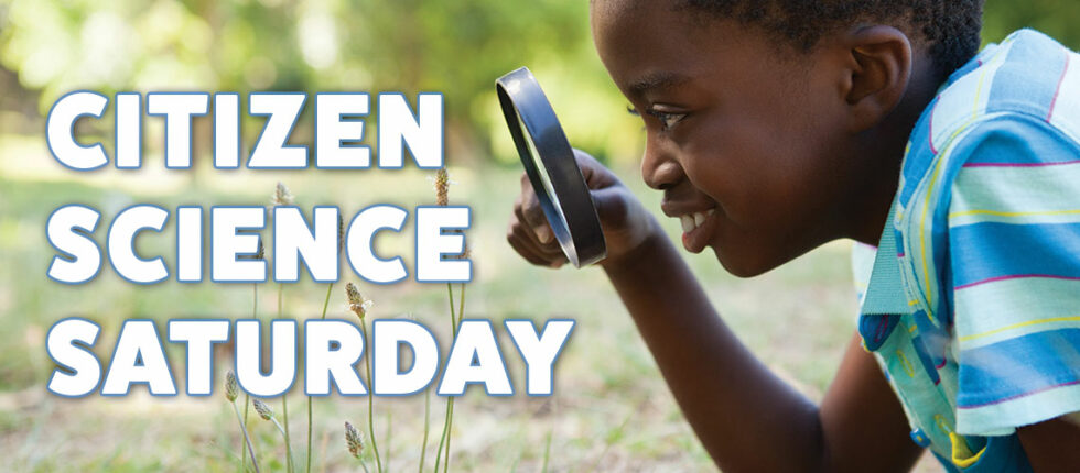 banner - young boy looking at flowers, using magnifying glass, citizen science saturday
