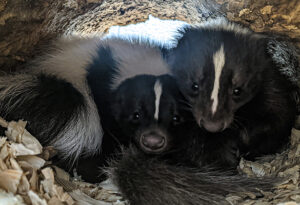 Skunks Harry and Neville look at the camera from inside a log.