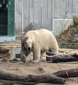 Polar Bear Bo at Henry Vilas Zoo. Courtesy of Henry Vilas Zoo.