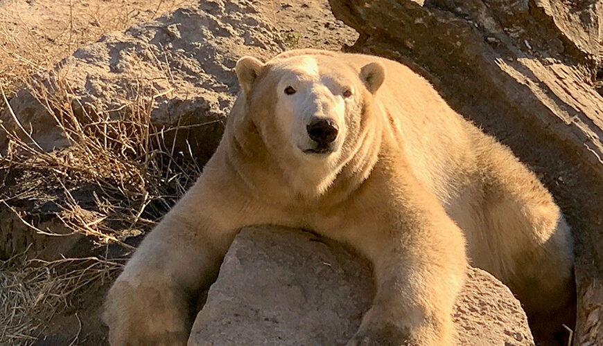 Photo of Bo the polar bear courtesy of Henry Vilas Zoo