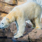 photo - polar bear, bo, who is going to meet Qannik, to be her friend