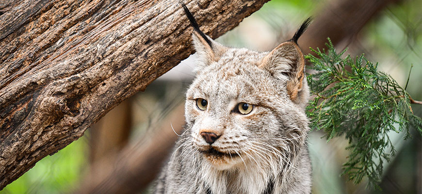 Photo of lynx in front of trees looking at the camera.