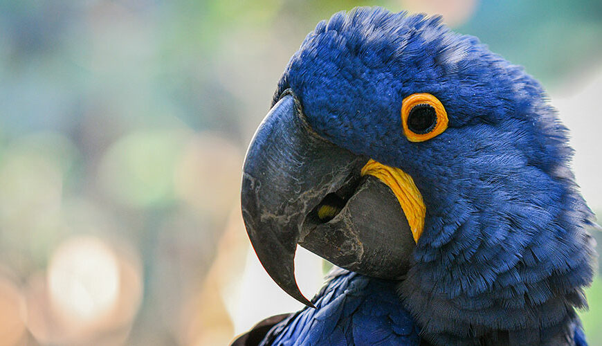Photo of hyacinth macaw, Sapphira, on the bird trail with trees behind her.