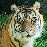 Photo of Sumatran tiger Leela in 2023