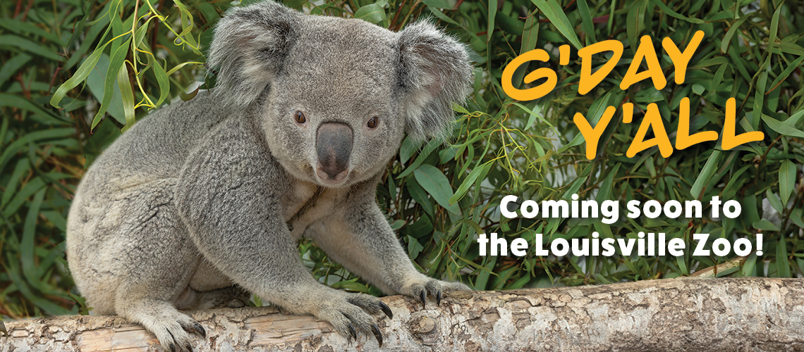 Koala banner featuring a koala (telowie) on a branch with eucalyptus leaves in the background. Has the yellow "G'Day Y'all" logo and white text that says "coming soon to the Louisville Zoo."