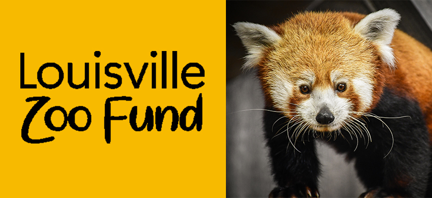 Annual Zoo Fund header with yellow block and picture of Sundara the red panda.