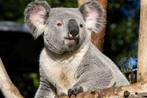 Koala Dharuk