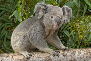 Photo of Koala Telowie