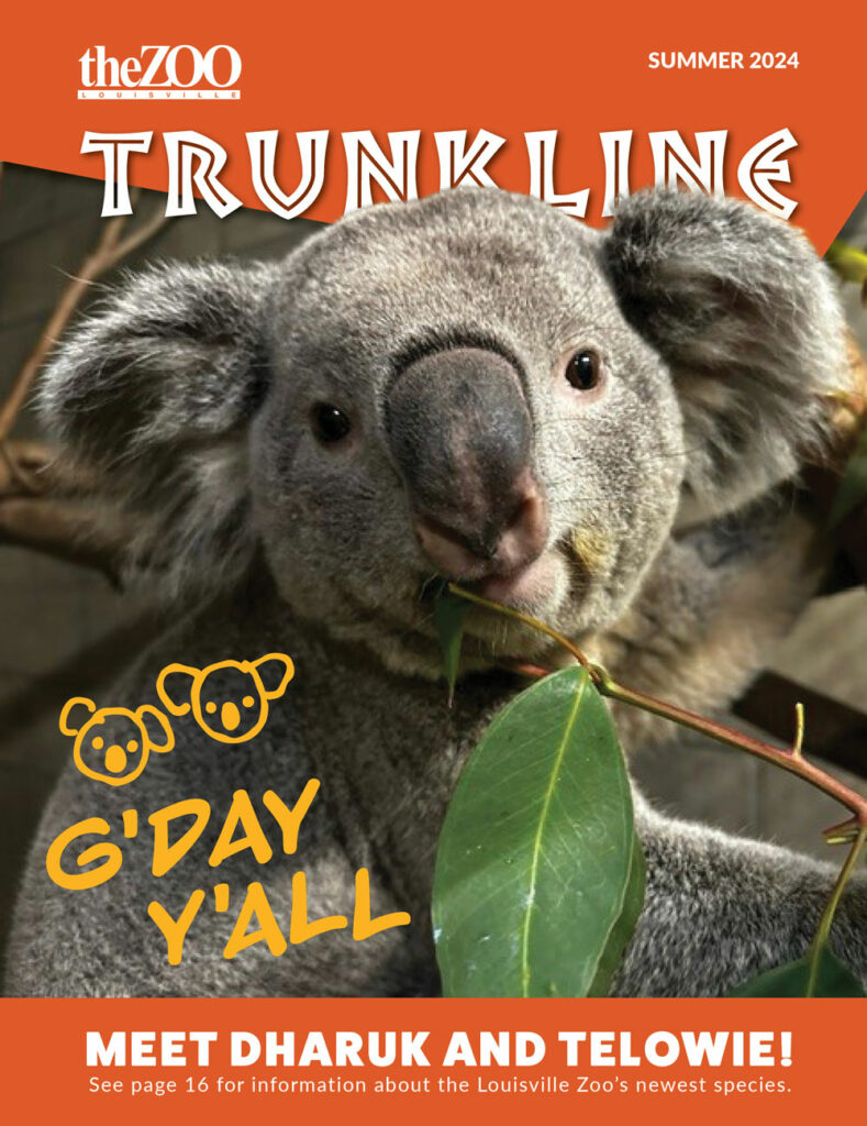 Trunkline Cover - Summer 2024 featuring Koalas 