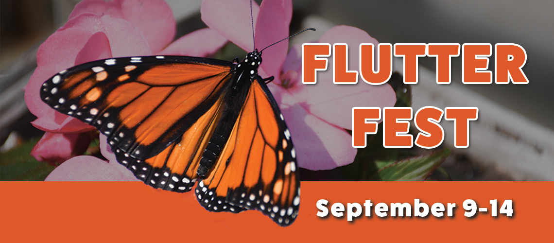 Flutter Fest Header Sept. 9-14, 2024